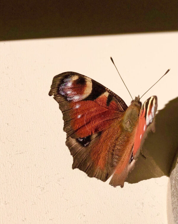 Schmetterling-mit-herbstlicher-Farbenpracht-600x757